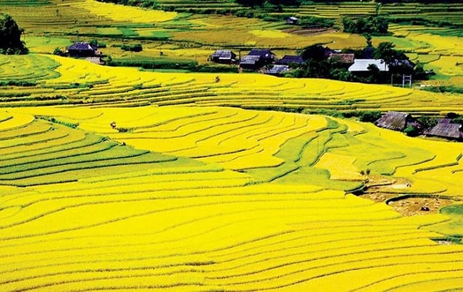 cánh đồng Mường Thanh mùa lúa chín