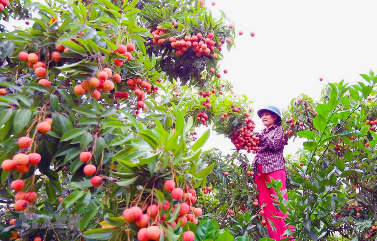 Hải Dương sáp nhập vào tỉnh nào - thuộc Hải Phòng